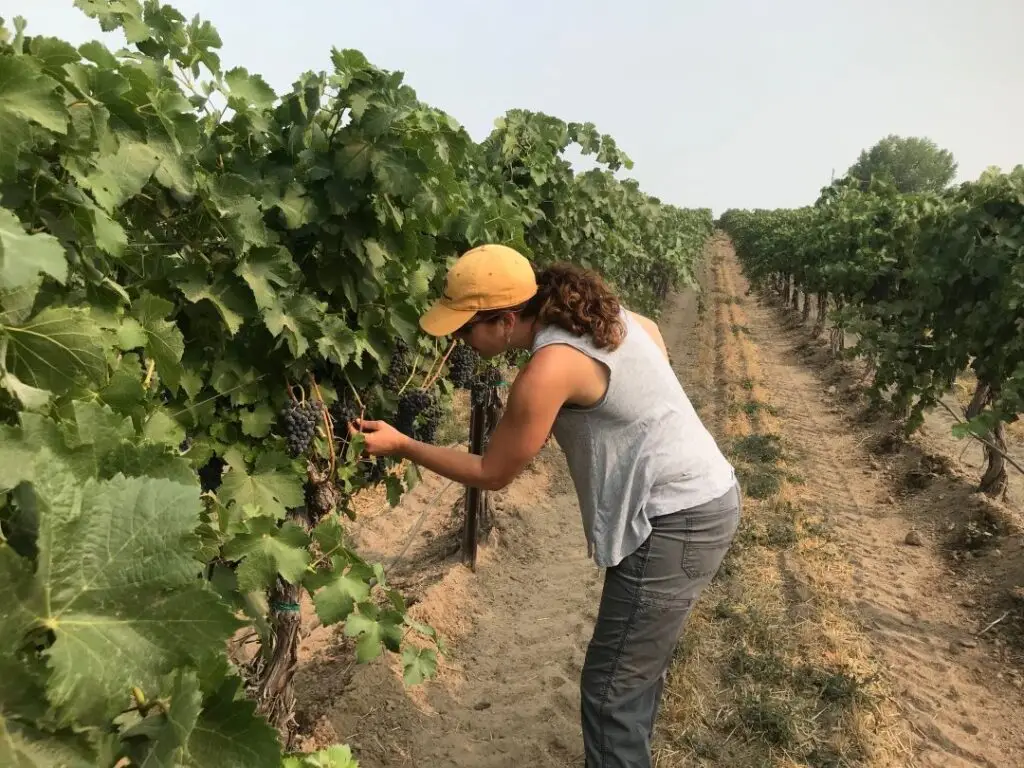Checking the grapes. Photo courtesy of Telaya Wine Co.